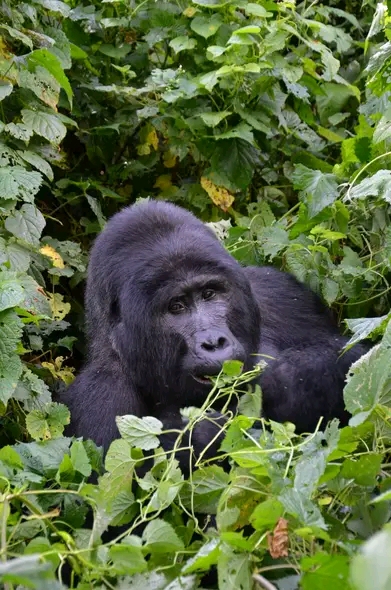 9 DAYS GORILLAS SAFARIS